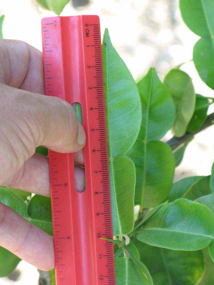              Unifoliolate leaf (Riverside, CA)       